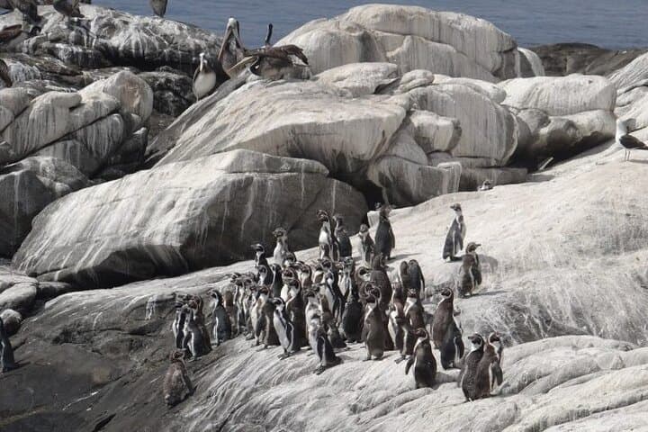 Penguins Island, Zapallar & Horseback Riding from Valparaíso — Private Day Tour photo 1