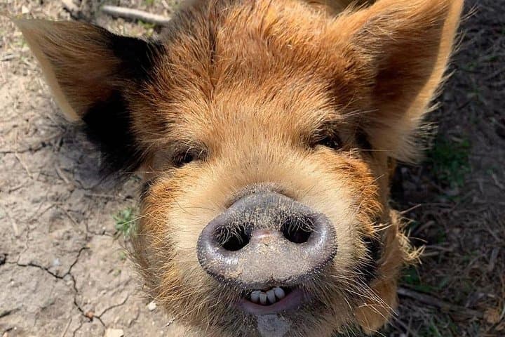 Meet the KuneKune Pigs: Hands-On Farm Tour Near Austin photo 1
