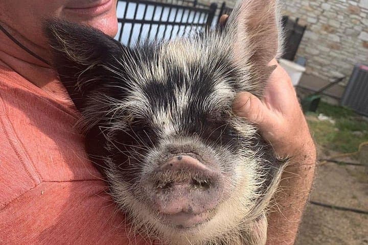 Meet the KuneKune Pigs: Hands-On Farm Tour Near Austin photo 2