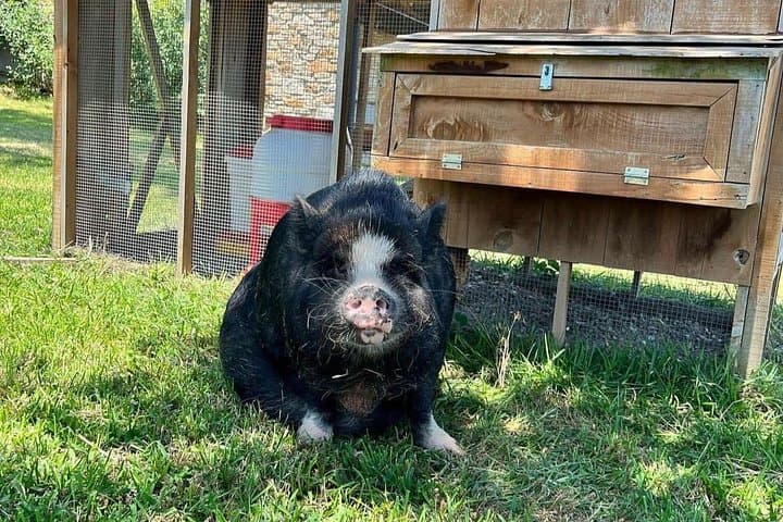 Meet the KuneKune Pigs: Hands-On Farm Tour Near Austin photo 3