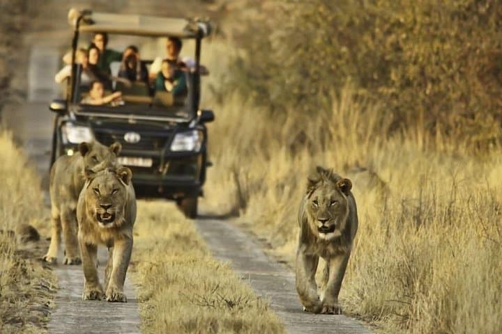 3-Day Kruger National Park Safari from Johannesburg — Big Five Game Drives & Lodge Stays