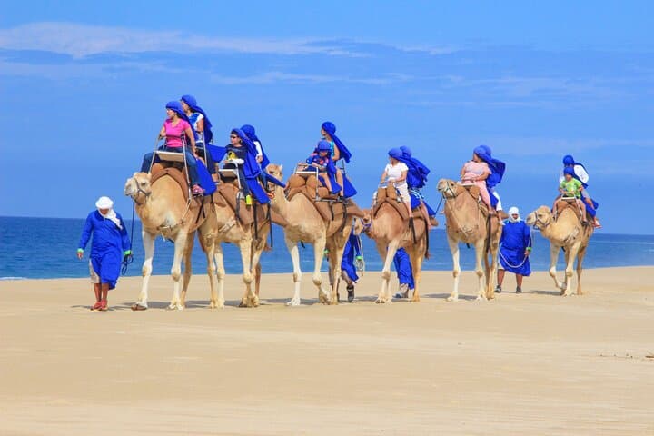 Half-Day Camel Safari and Tequila Tasting in Cabo San Lucas