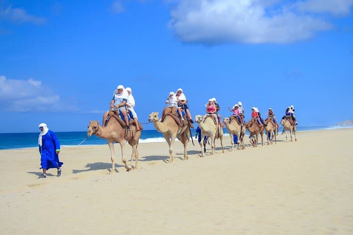Half-Day Camel Safari and Tequila Tasting in Cabo San Lucas photo 2