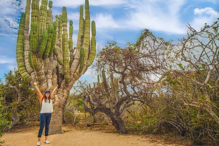 Half-Day Camel Safari and Tequila Tasting in Cabo San Lucas photo 3