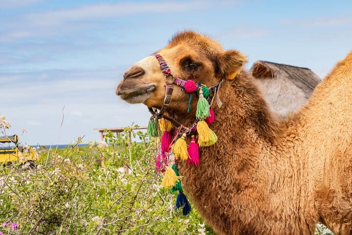 Half-Day Camel Safari and Tequila Tasting in Cabo San Lucas photo 4
