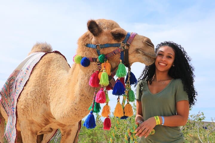 Half-Day Camel Safari and Tequila Tasting in Cabo San Lucas photo 6