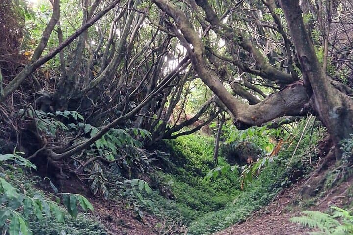 Mistérios Negros: 3-Hour Hike Into Terceira’s Interior photo 3