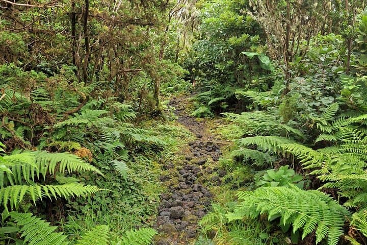 Mistérios Negros: 3-Hour Hike Into Terceira’s Interior photo 4