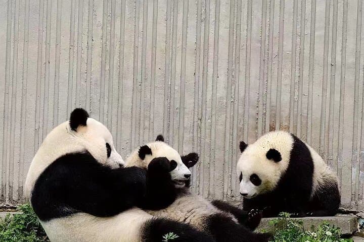 Chengdu Giant Panda Breeding Research Base: Visitor Ticket & Practical Guide photo 5