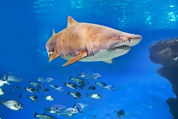 Skip-the-Line Ticket to Palma Aquarium — Plan Your 3-Hour Marine Adventure in Mallorca photo 4