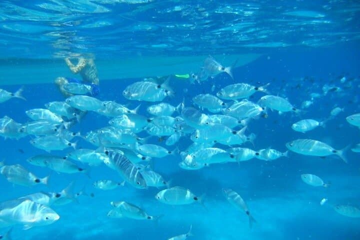 Snorkeling Tavolara Marine Protected Area: Crixus Wreck & Molara Pools photo 3