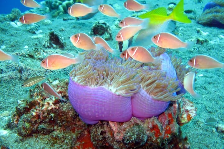Koh Tao VIP Snorkelling Tour from Koh Samui — Small-Group Reef Experience