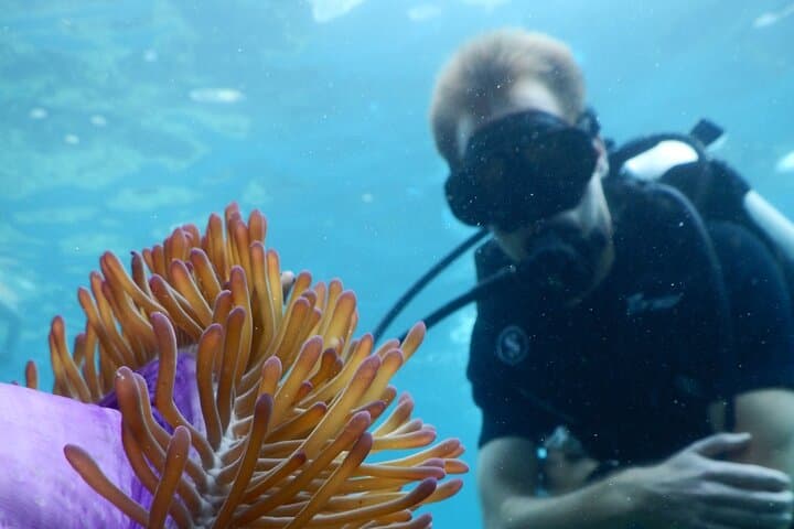 Koh Tao VIP Snorkelling Tour from Koh Samui — Small-Group Reef Experience photo 4