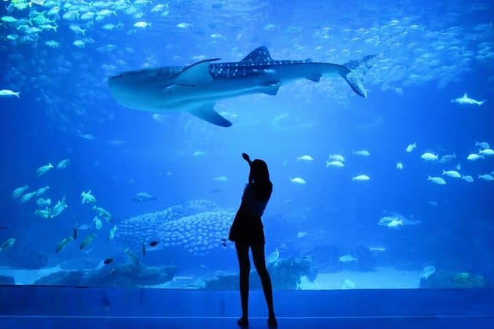Inside Dubai Aquarium & Underwater Zoo: A Practical Visitor’s Guide photo 3