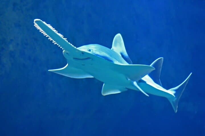 Inside Dubai Aquarium & Underwater Zoo: A Practical Visitor’s Guide photo 4
