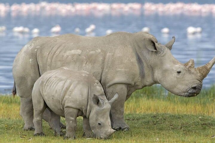 Full-Day Hluhluwe‑Imfolozi Game Reserve Safari from Durban — Big Five 4x4 Adventure photo 5