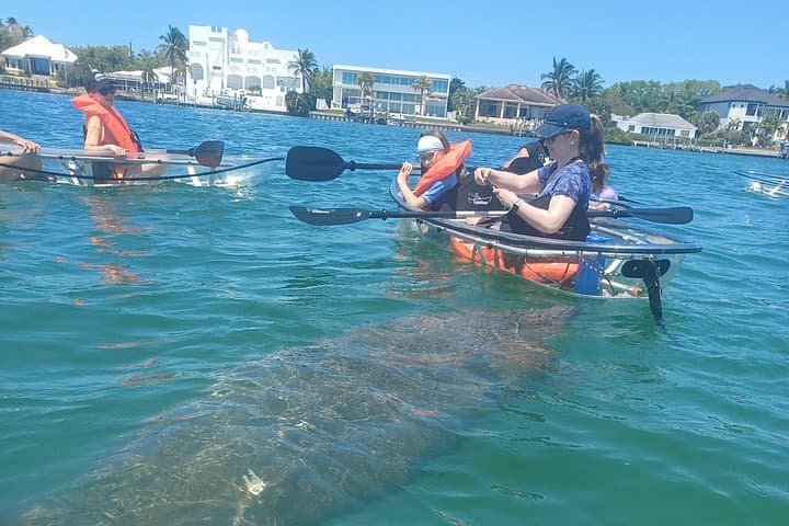 Clear Glass-Bottom Kayak Tour in Sarasota — See Manatees, Shells & Shallow Bays photo 2