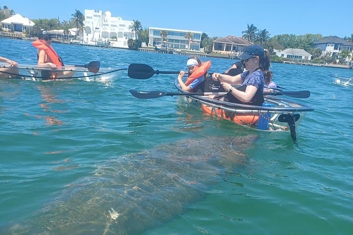 Clear Kayak Glass-Bottom Tour on Anna Maria Island — Paddle with Manatees & Dolphins photo 1