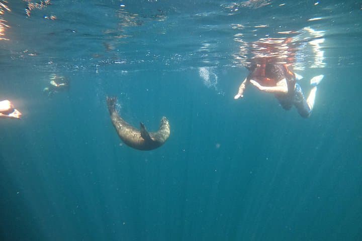 Espiritu Santo Island & Sea Lions Snorkeling Day Trip from La Paz photo 4