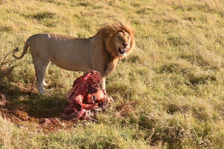 3-Day Masai Mara Safari from Nairobi: Game Drives, Maasai Village & Tented Camp photo 5