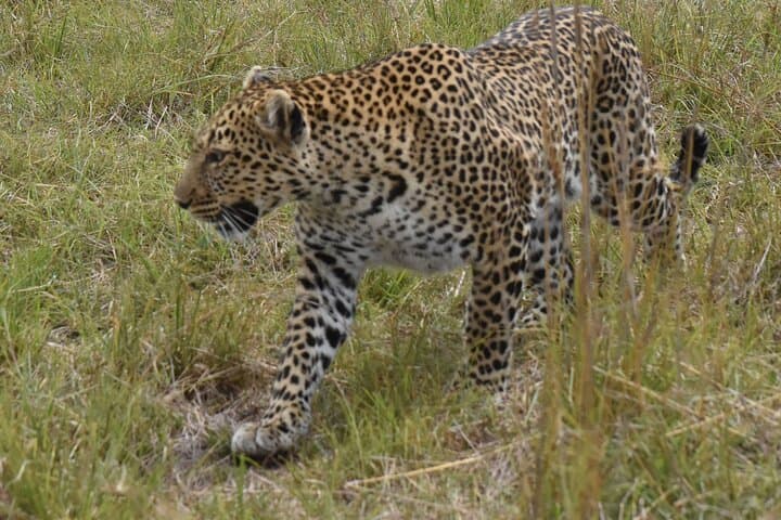 3-Day Masai Mara Safari from Nairobi: Game Drives, Maasai Village & Tented Camp photo 6