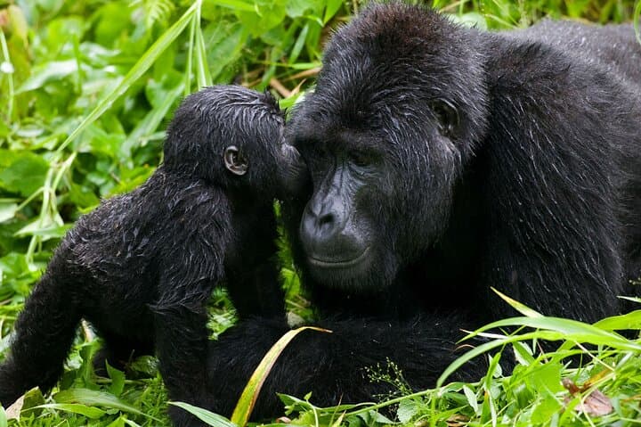 7-Day Uganda Gorilla Tracking Safari — Bwindi Gorillas, Kibale Chimps & Kazinga Channel Cruise photo 2