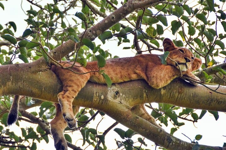 7-Day Uganda Gorilla Tracking Safari — Bwindi Gorillas, Kibale Chimps & Kazinga Channel Cruise photo 3
