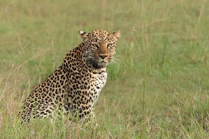 7-Day Uganda Gorilla Tracking Safari — Bwindi Gorillas, Kibale Chimps & Kazinga Channel Cruise photo 6