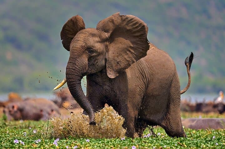 7-Day Uganda Gorilla Tracking Safari — Bwindi Gorillas, Kibale Chimps & Kazinga Channel Cruise photo 4