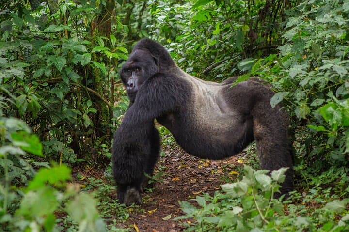 7-Day Uganda Gorilla Tracking Safari — Bwindi Gorillas, Kibale Chimps & Kazinga Channel Cruise