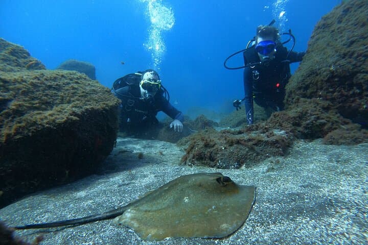 Discover Scuba Diving in Tenerife: Introductory Bay Dive at La Caleta photo 4