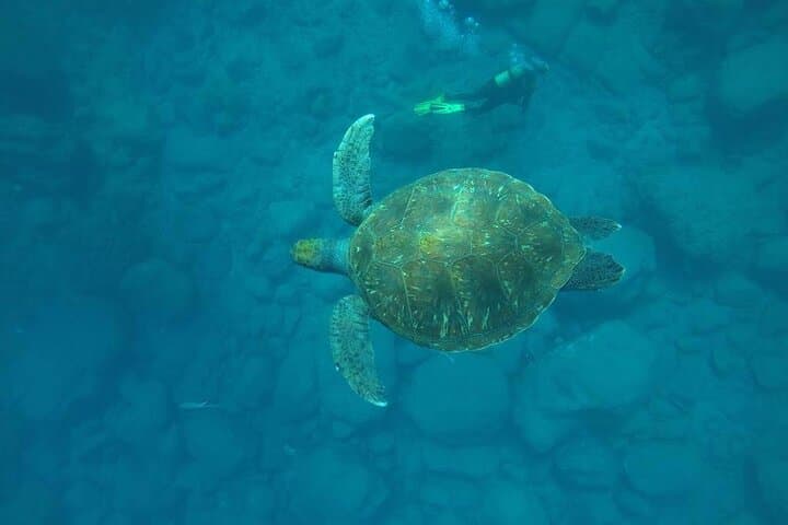Discover Scuba Diving in Tenerife: Introductory Bay Dive at La Caleta photo 5