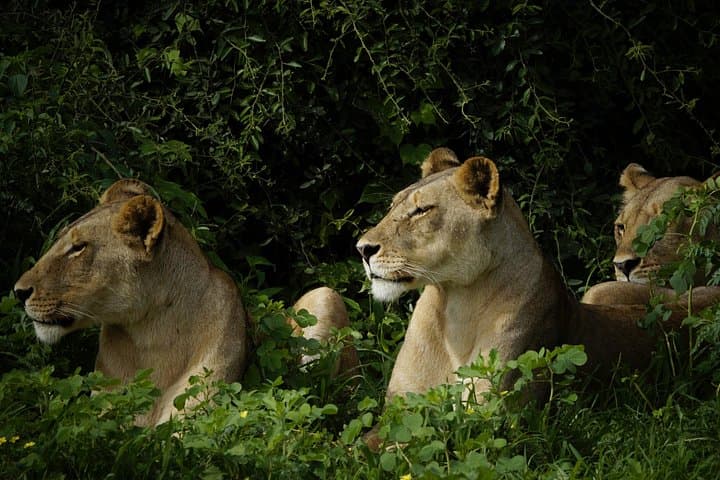 7-Day Victoria Falls, Chobe & Hwange Safari: Wildlife, Waterways and Conservation photo 2