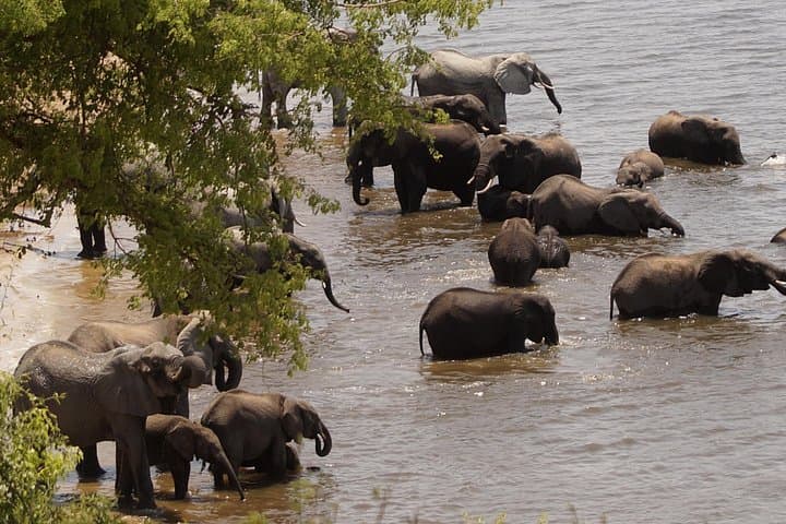 7-Day Victoria Falls, Chobe & Hwange Safari: Wildlife, Waterways and Conservation photo 3