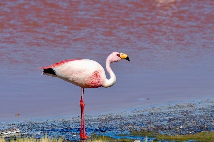 6-Day Private Bolivia Highlights: La Paz, Uyuni, Titicaca & Tiwanaku photo 3