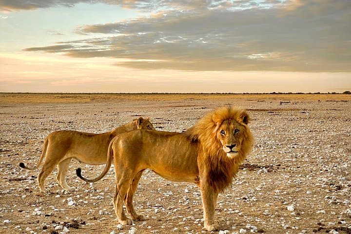 11-Day Private Namibian Guided Tour — Sossusvlei Dunes, Damaraland & Etosha Safari