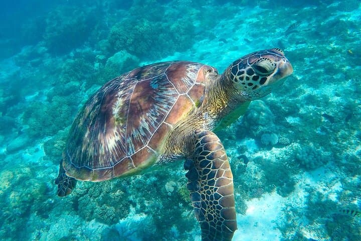 Private Riviera Maya Snorkel Tour: Cenotes, Turtles & Underwater Caves photo 2