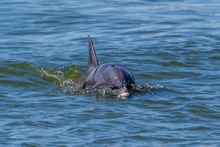 Savannah Dolphin Eco Tour: 2-Hour River Explorer to See Bottlenose Dolphins photo 4