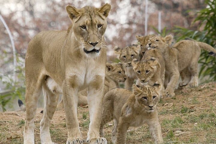 3-Day Northern Circuit Safari: Tarangire, Lake Manyara & Ngorongoro Crater