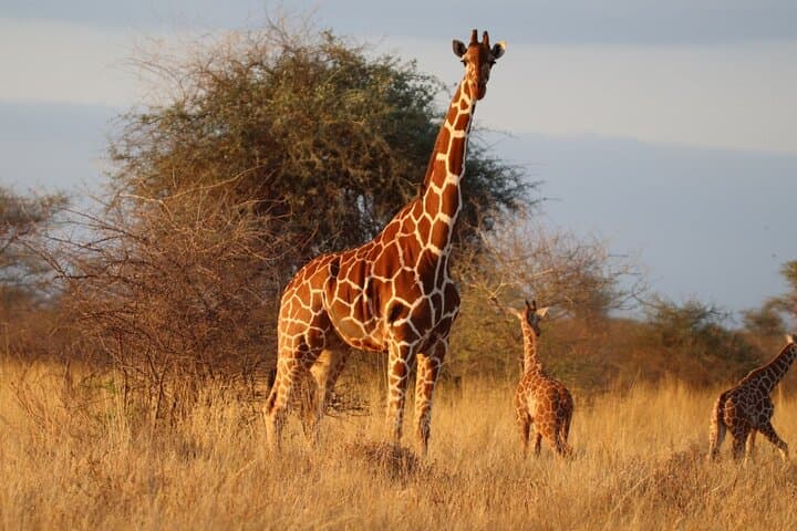 3-Day Northern Circuit Safari: Tarangire, Lake Manyara & Ngorongoro Crater photo 2