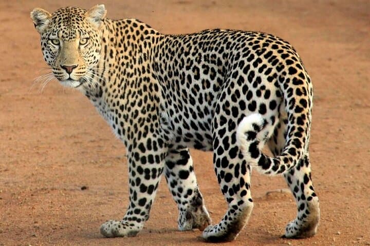 3-Day Northern Circuit Safari: Tarangire, Lake Manyara & Ngorongoro Crater photo 3