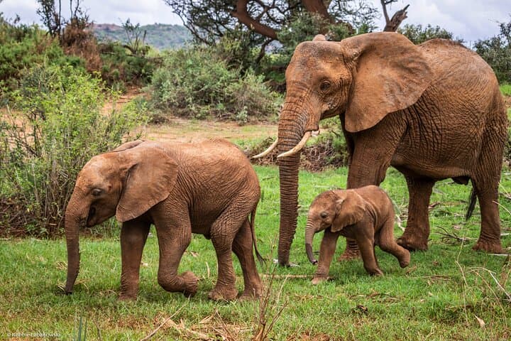 3-Day Northern Circuit Safari: Tarangire, Lake Manyara & Ngorongoro Crater photo 4
