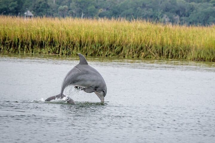 Wildlife in Midway, Georgia