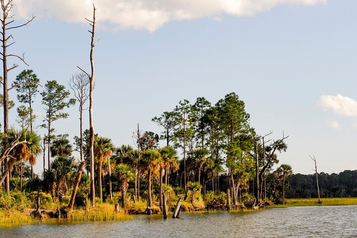 Savannah Dolphin Eco Tour: 2-Hour River Explorer to See Bottlenose Dolphins photo 6