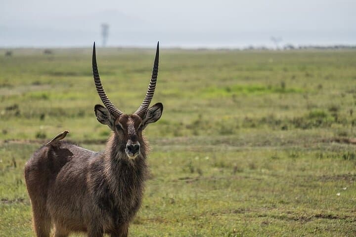 4-Day Northern Tanzania Safari: Tarangire, Serengeti & Ngorongoro Itinerary and Planning