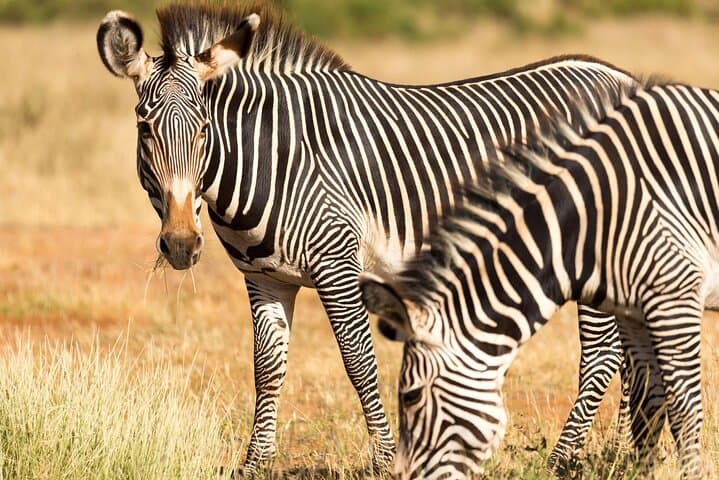 4-Day Northern Tanzania Safari: Tarangire, Serengeti & Ngorongoro Itinerary and Planning photo 2