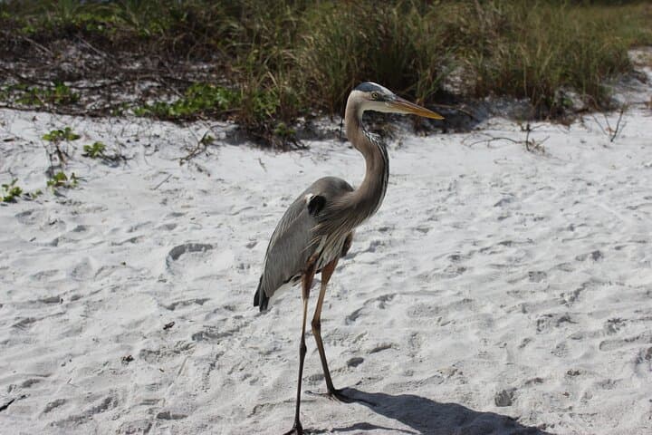 Private Luxury Boat Charter: Sarasota & Siesta Key Dolphin and Manatee Cruise photo 2