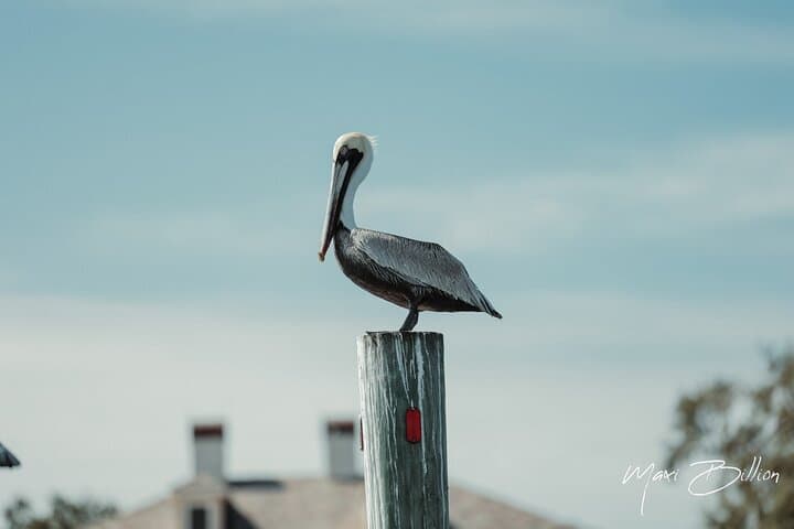 Private Luxury Boat Charter: Sarasota & Siesta Key Dolphin and Manatee Cruise photo 3