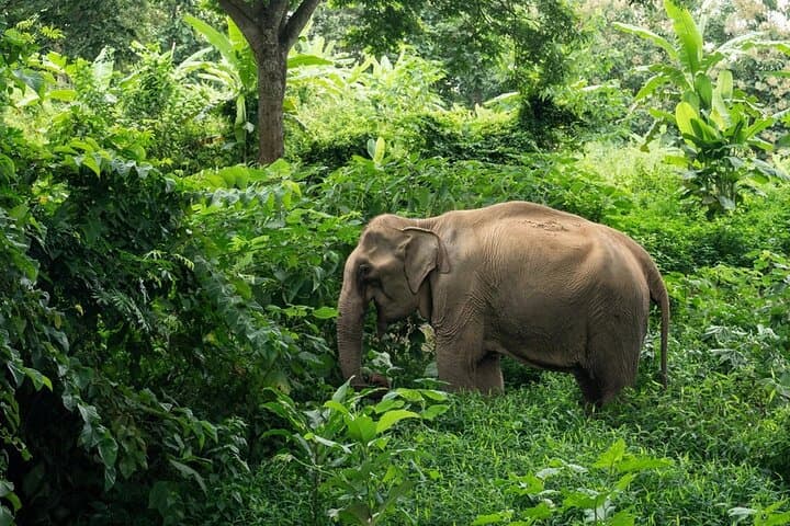 Full-Day Rescued Elephant Walk & Mahout Experience in Khao Lak Sanctuary photo 4