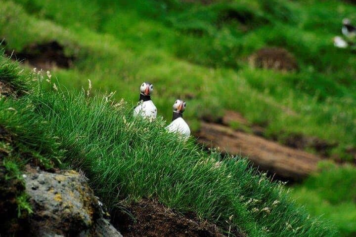 Eyjascooter Puffin Tour — Scooter the Cliffs of Heimaey (Westman Islands, Iceland) photo 4
